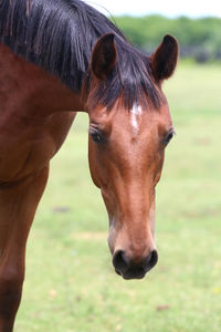 Close-up of horse in ranch