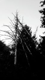 Low angle view of bare trees against sky