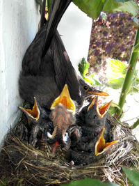 Bird with young animals in nest