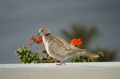 Close-up of parrot perching on flower