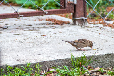 Bird perching on a field