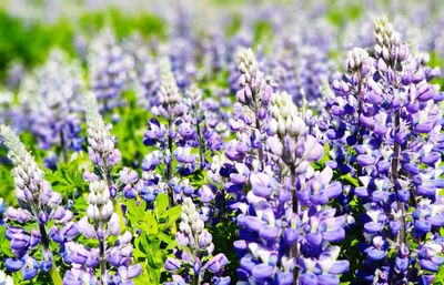 Close-up of purple flowering plants on field