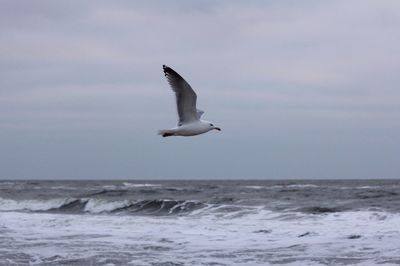 Seagull flying over sea against sky