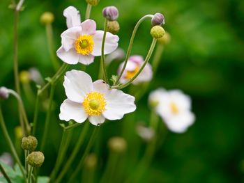 Close-up of white flowering plants