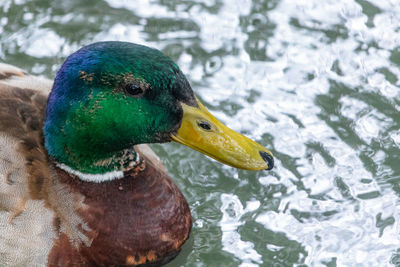 Close-up of a duck in a lake