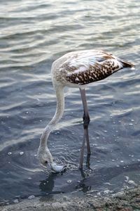High angle view of bird drinking water