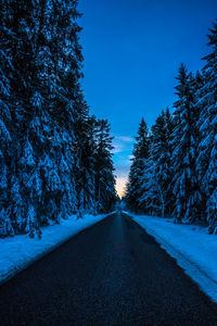 Sunset at pine forest at vrads sande, denmark