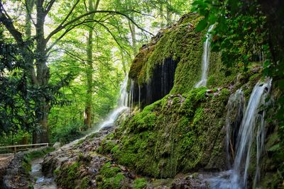 Scenic view of waterfall in forest