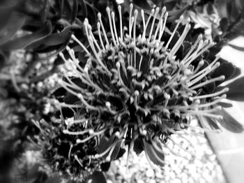 Close-up of flowers