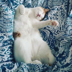 High angle view of cat lying on bed