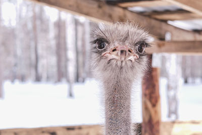 Close-up portrait of a funny ostrich on a farm on a background of winter forest.