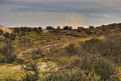 Plants growing on land against sky