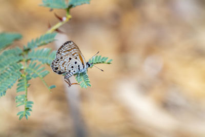 Close-up of butterfly pollinating