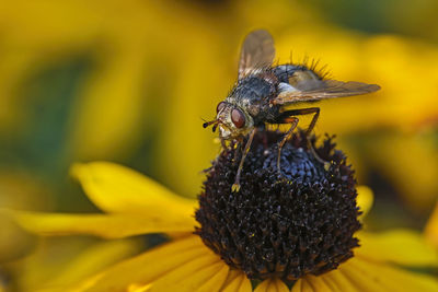 Close-up of honey bee pollinating on flower