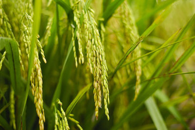 Close-up of paddy growing on field