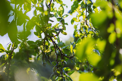 Low angle view of berries on tree