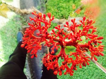 Close-up of red flowers