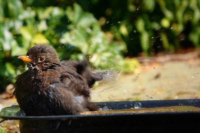 Close-up of bird perching in a water