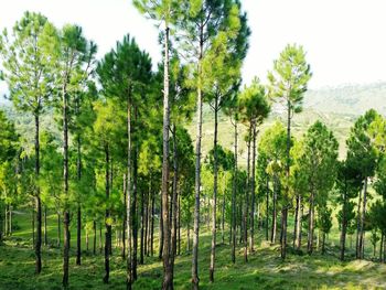 Trees growing on landscape