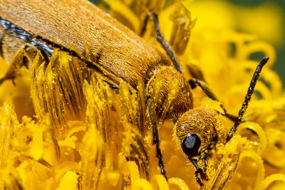 Close-up of bee pollinating on yellow flower