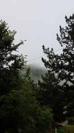 Low angle view of trees against sky