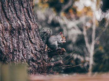 A british grey squirrel eating an acorn