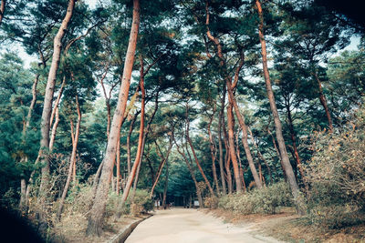 Road passing through forest