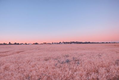 Scenic view of field against clear sky during sunset