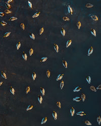 Full frame shot of fish swimming in sea