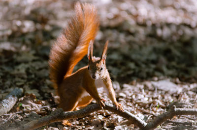 Close-up of squirrel on a field