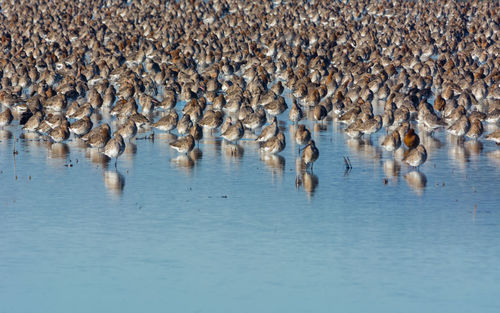 Flock of birds in sea