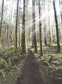 Trees growing in forest