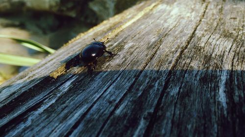 Close-up of insect on wood