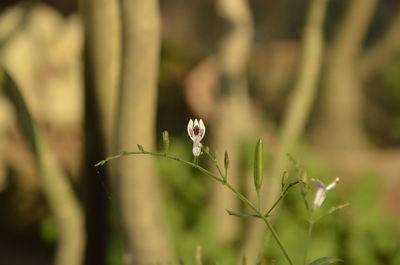 Close-up of flowering plant on field