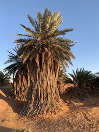 Palm tree in desert against sky