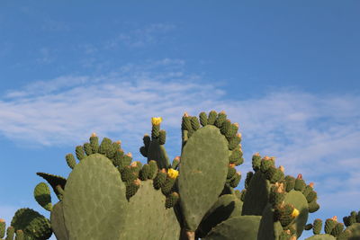 Plants growing against sky