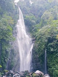 Scenic view of waterfall in forest