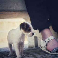 Low section of person wearing puppy standing outdoors