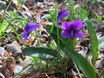 Close-up of purple crocus blooming on field
