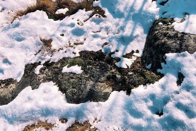 Close-up of snow covered trees against sky