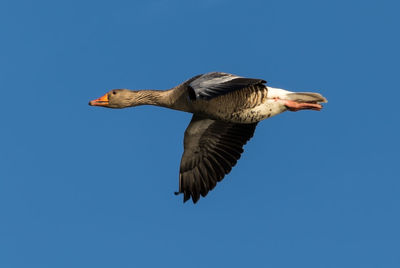 Flying greylag goose against a blue cloudless sky