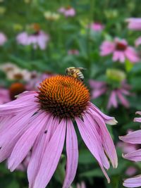 Close-up of bee pollinating on pink flower