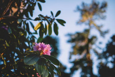 Close-up of pink flowering plant