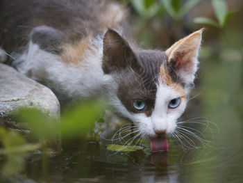 Close-up portrait of cat