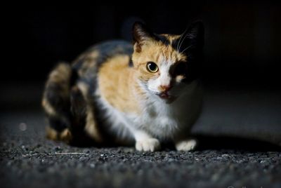 Close-up portrait of cat