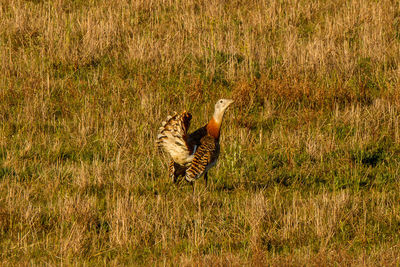 Side view of a bird on field