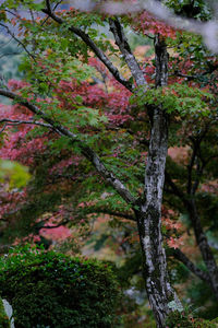 Low angle view of cherry blossom tree