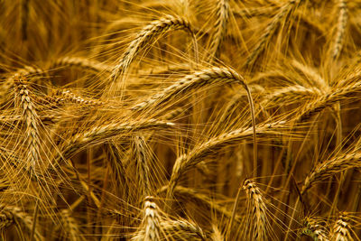 Close-up of wheat field