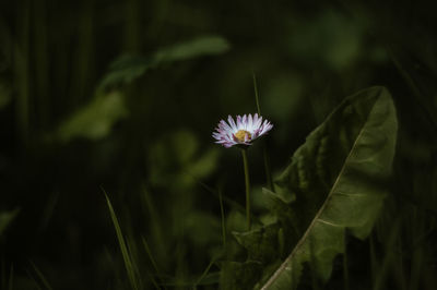 Close-up of purple lotus on field