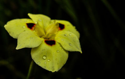 Close-up of yellow flower blooming outdoors